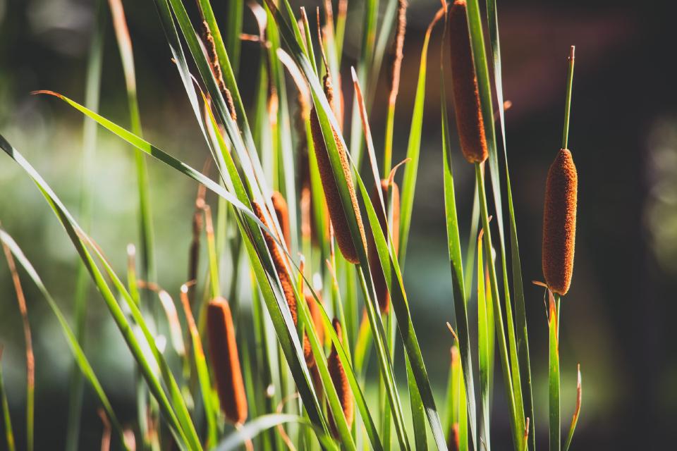 Natte haag langs een sloot met riet en waterplanten