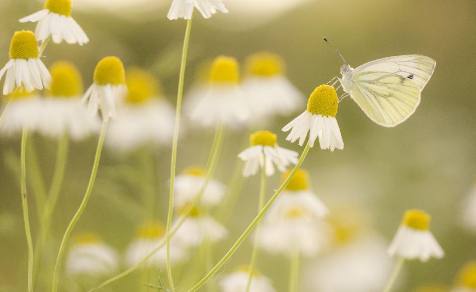 Vlinders op bloeiende waardplanten in de haag