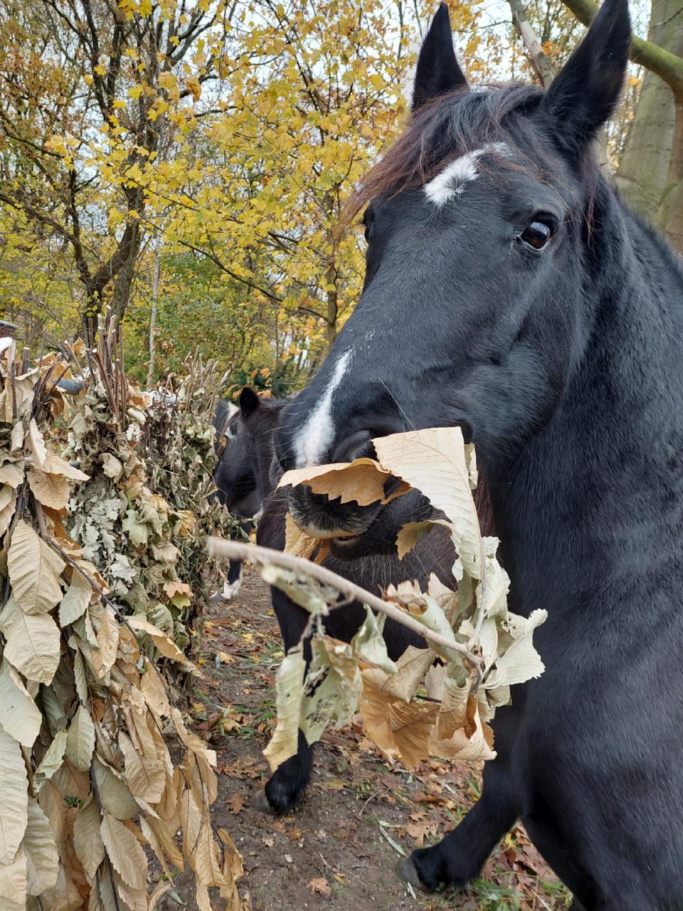 Takken met gedroogd blad als boomhooi, wintervoer voor vee