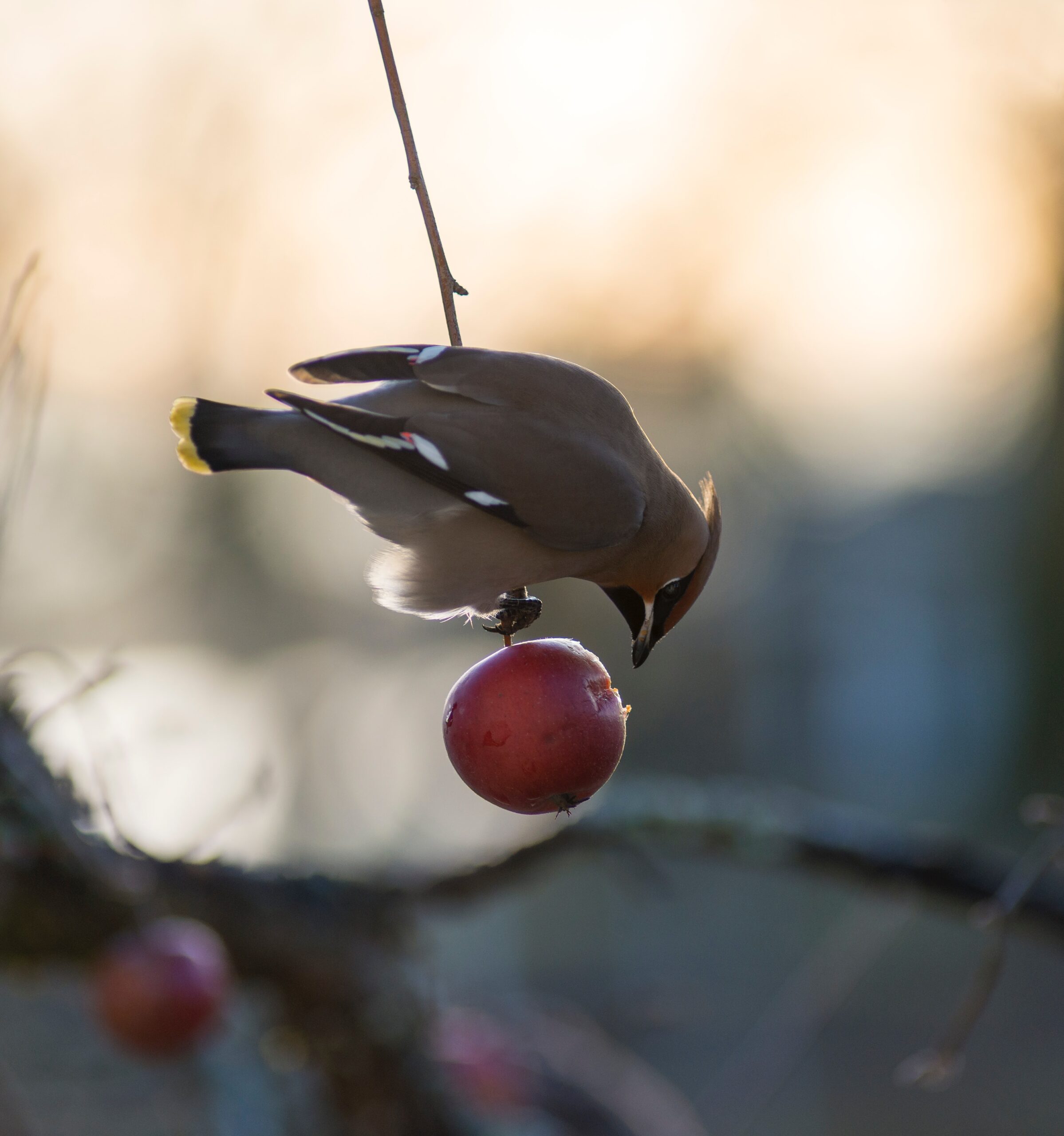 Uitwisseling schimmels en bomen