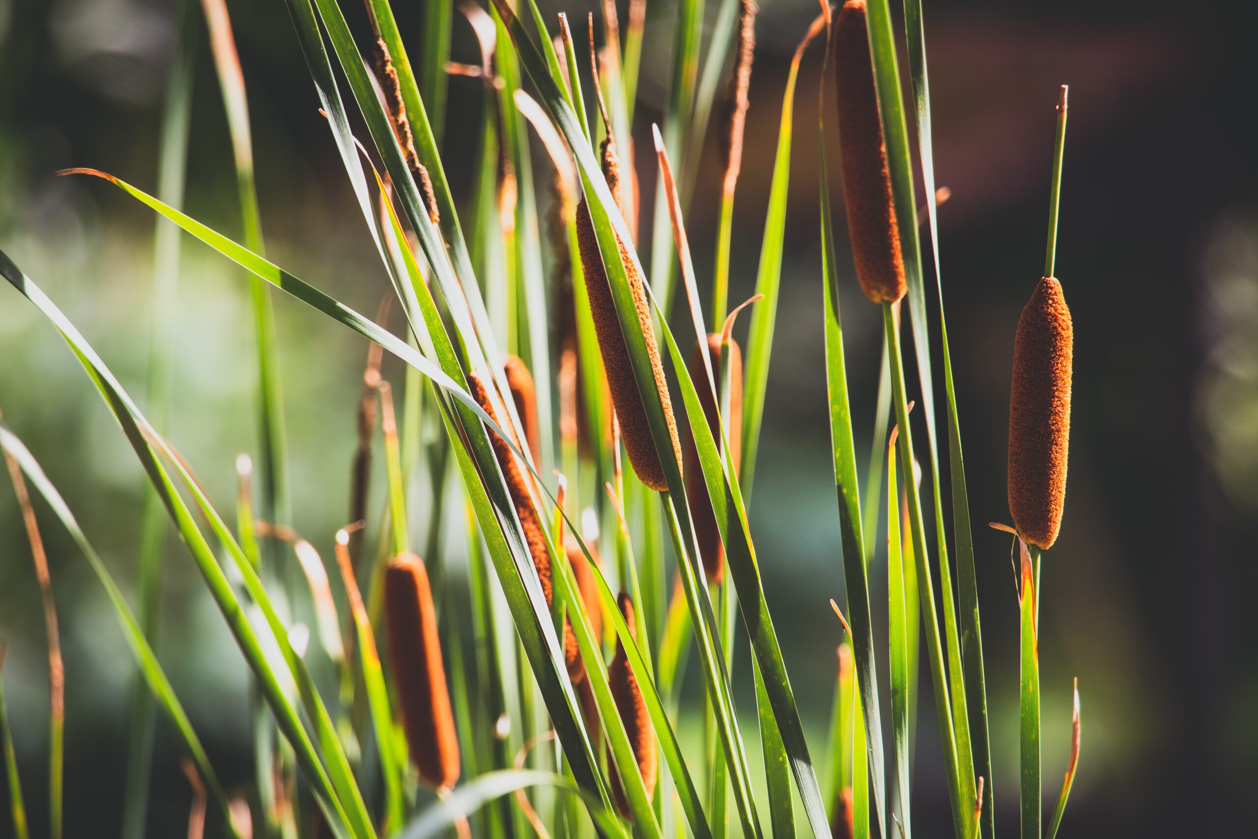 Uitwisseling schimmels en bomen